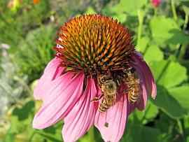 bees on echinacea flower