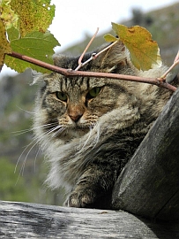 Bella, Norwegian forest cat