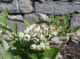 blueberries ripening