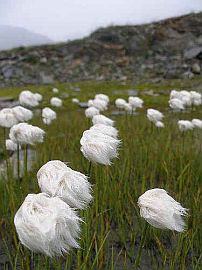 bog cotton high up in the Maggia Valley