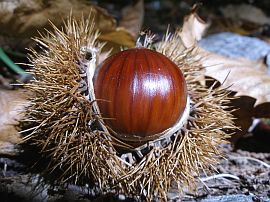 chestnut