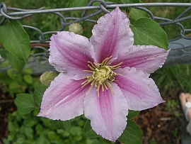 clematis