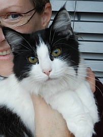 Daisy, Norwegian forest kitten