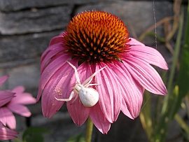 echinacea