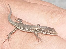 baby lizard, Ticino