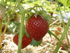 the first strawberies fresh from the garden - May/June