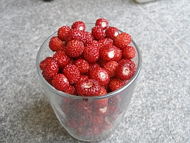 the first wild strawberies fresh from the garden - May/June