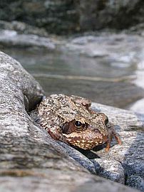 Frog hiding at Maggia waterfall