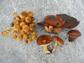 Mushrooms picked in the Maggia Valley