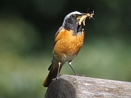 redstart with food for its chicks in the nest in our garden