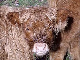 highland calf - the cutest thing!