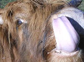 MAGGIA TASTES GOOD!! Highland cow in Avegno, Maggia Valley