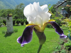 Iris - holiday accommodation Maggia Valley, Ticino
