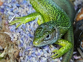 green lizard