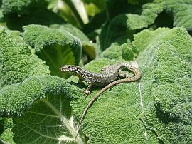 lizard sunbathing in the garden