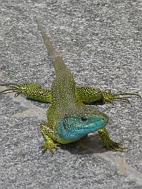 green lizard