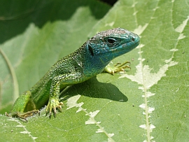 green lizard sunbathing in our garden