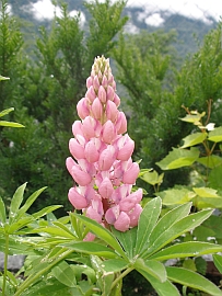 lupin