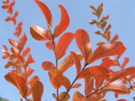 autumn colours - crape myrtle