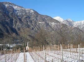 vineyard in the winter