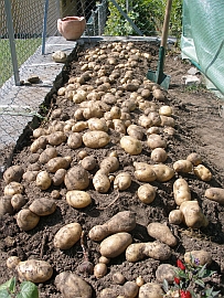 potato harvest