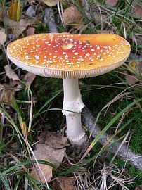 mushroom, Ticino
