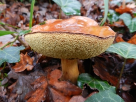 Mushroom picked in the Maggia valley