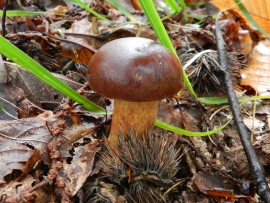 Mushroom picked in the Maggia valley