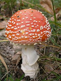 mushroom, Ticino