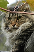 Prudence, our Norwegian Forest cat