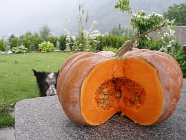 muscat de Provence pumpkin - June