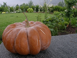 muscat de Provence pumpkin - June