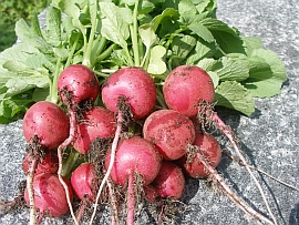 home-grown radishes fresh from the garden - May
