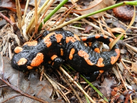 salamander in the woods above Maggia
