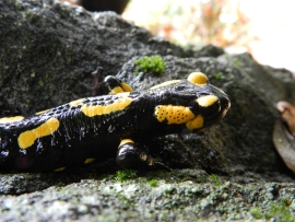salamander in the woods above Maggia