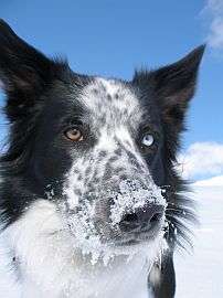 frosty nose