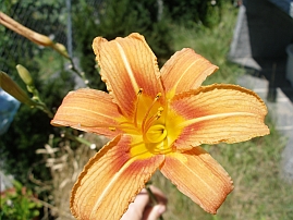 Tagesilie - Hemerocallis