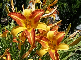 Tagesilie - Hemerocallis