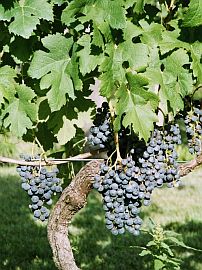 grapes, Ticino