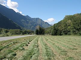 Making hay in the Maggia Valley, Ticino