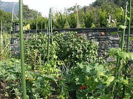 vegetable garden